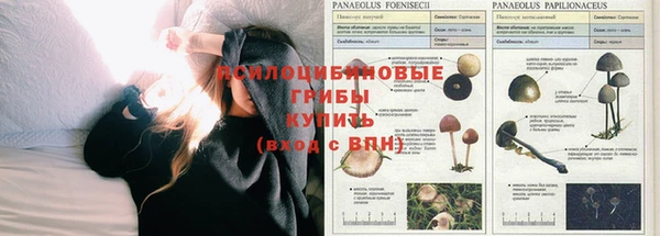 стаф Кинешма